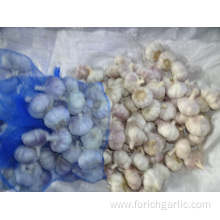 Normal White Garlic New Fresh